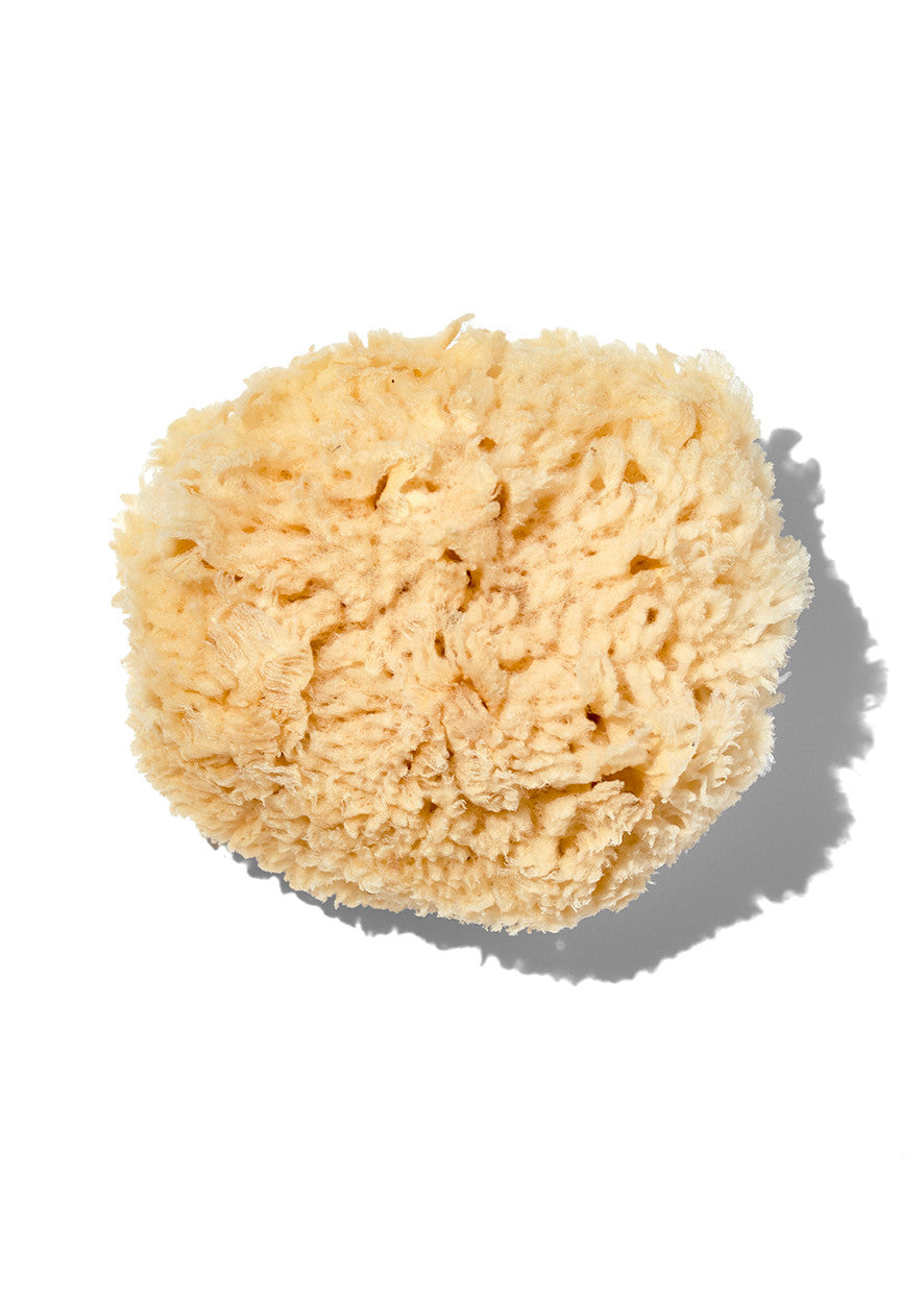 Natural "Wool" 5-6" Sea Sponge